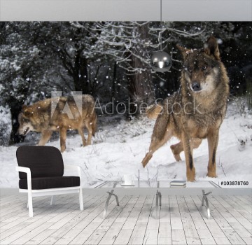 Picture of Wolves in the snow in winter